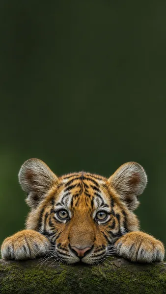 Photoreal Wildlife Wallpaper — 4K Nature Portrait preview